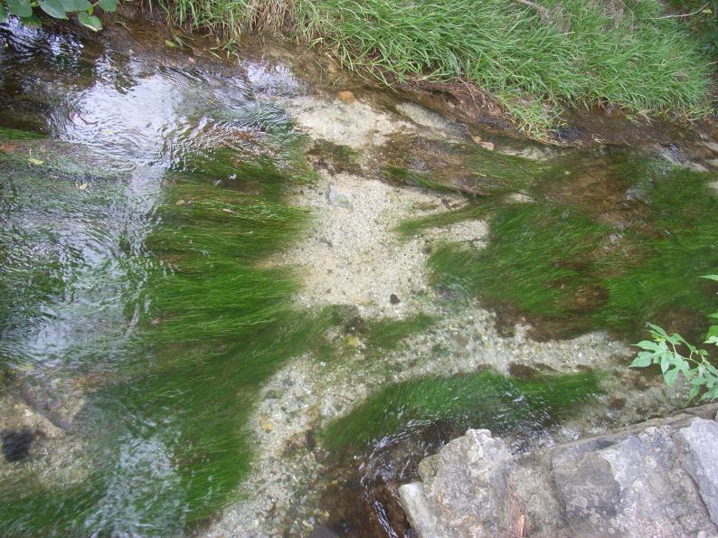 川底で緑色の長い藻が流れに揺れている